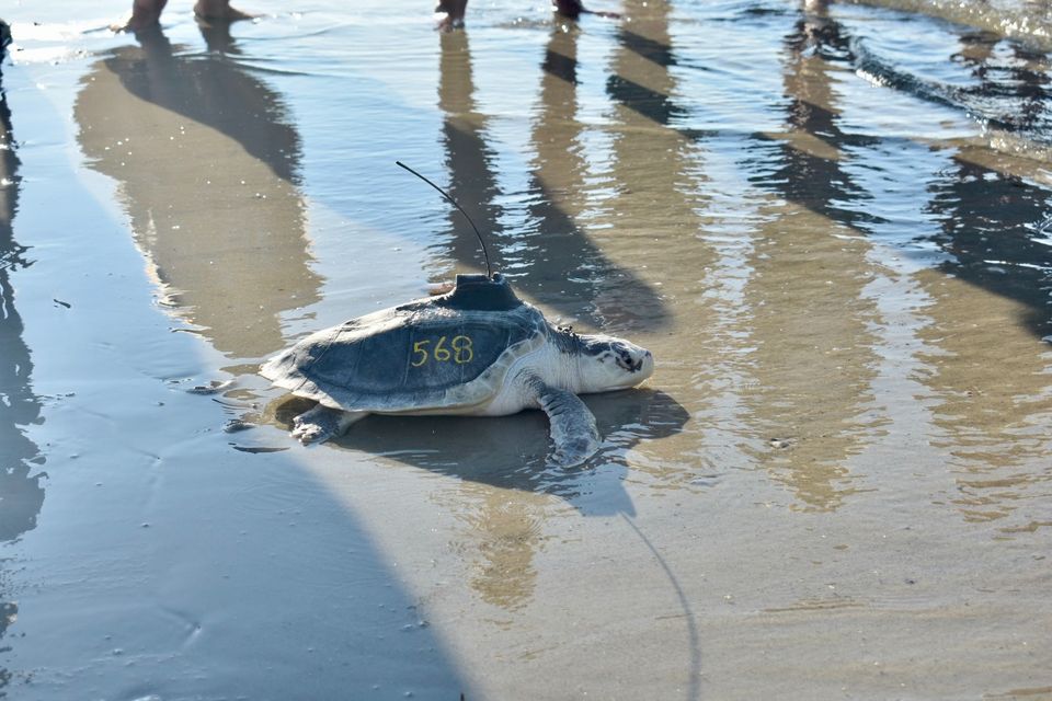 Eight sea turtles