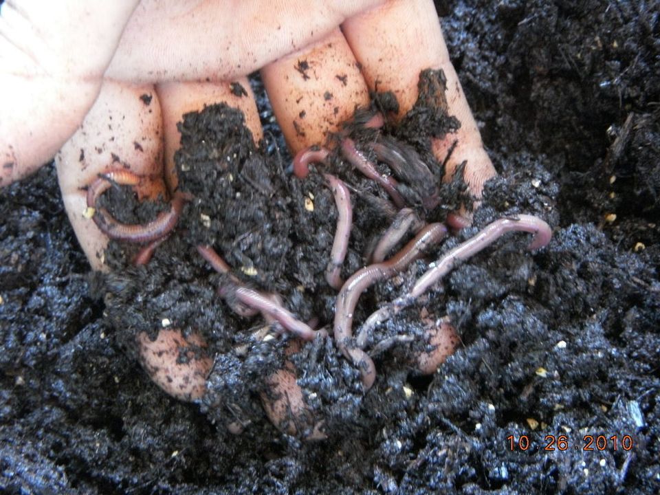 types of worms