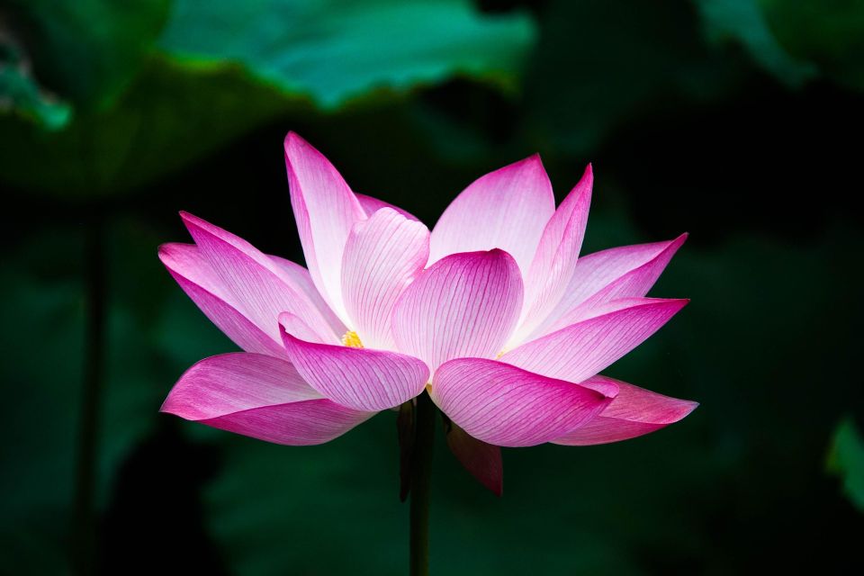 Lotus g2b52211cb 1920