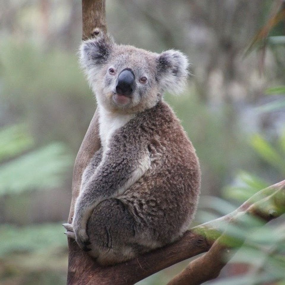 Https www.maxpixel.netstaticphoto1xkoala bear rest koala australia animal lazy 226279