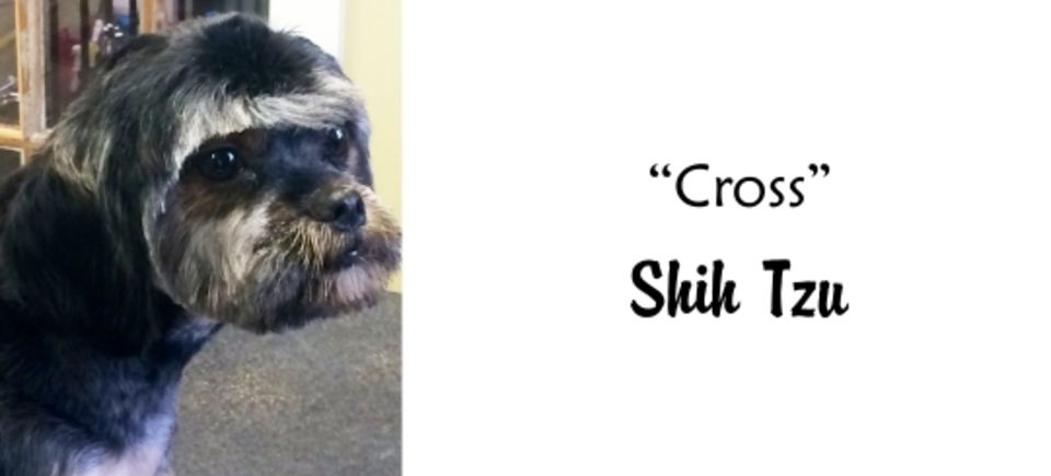 Faces   cross shih tzu20150623 16882 daak0u
