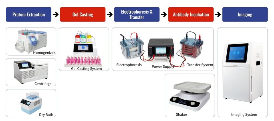 Western blot workflow