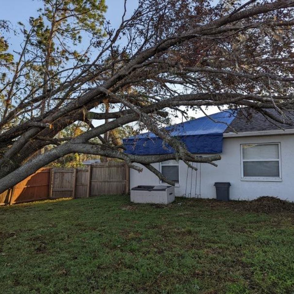 Tampa disaster tree removal