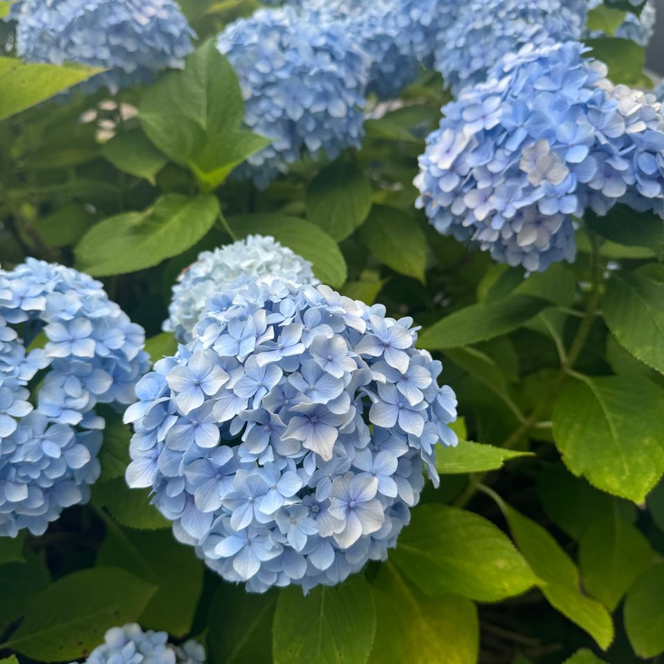 Img 7605