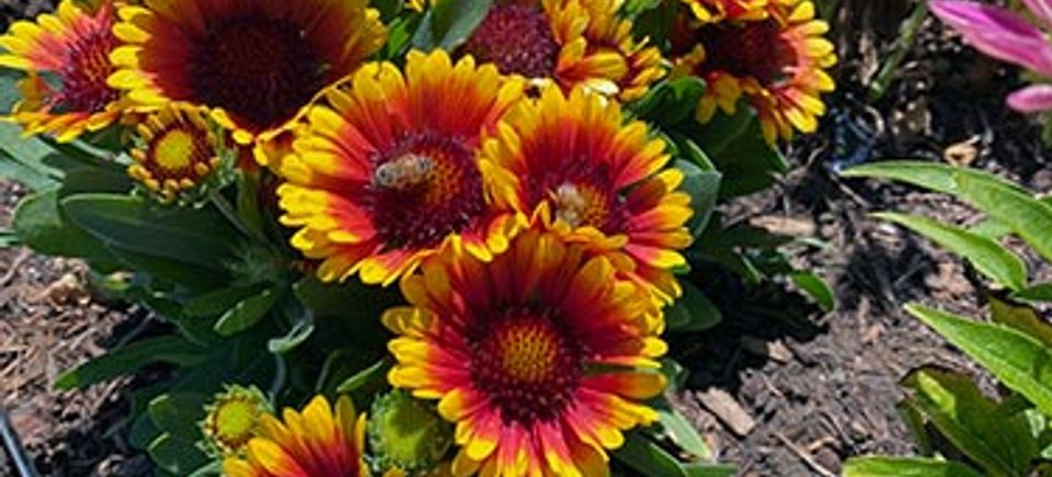 Flowers 2