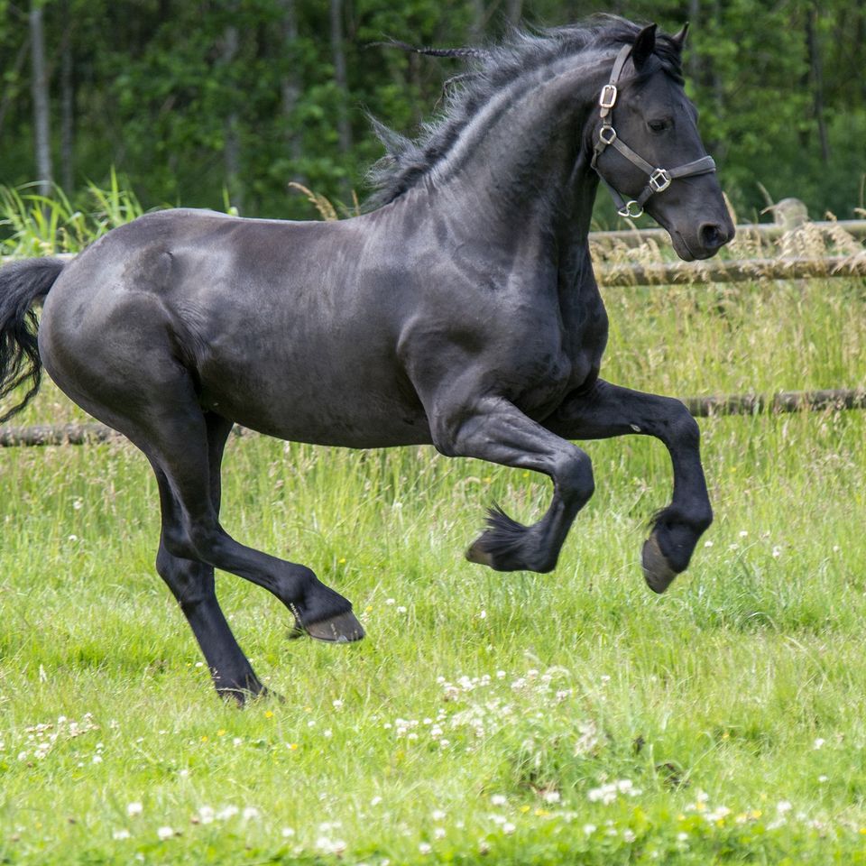 Horse gbc241f740 1920