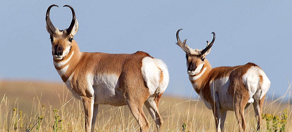 Antelope20160129 11314 10ijiyo