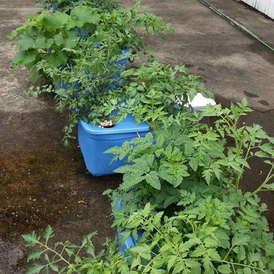 Dwc totes