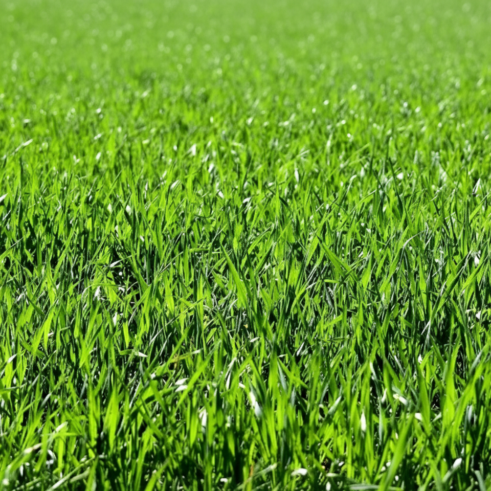 Green grass r j landscaping