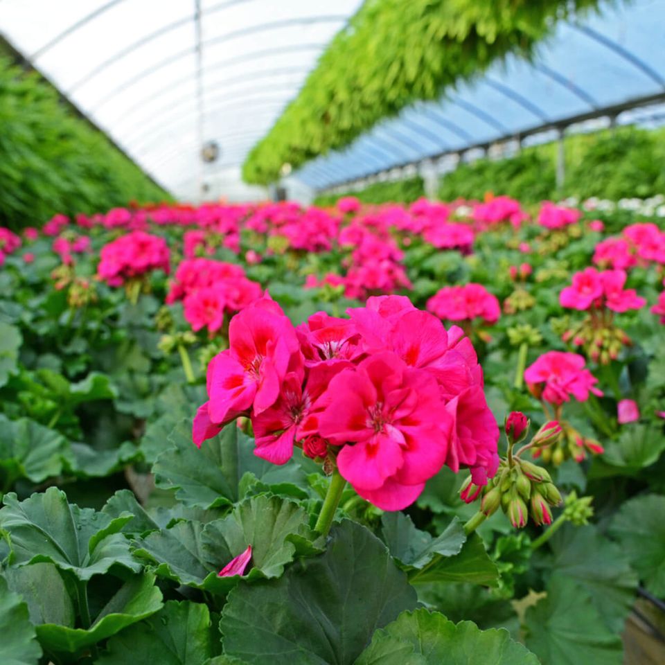 Evans plant farm 04