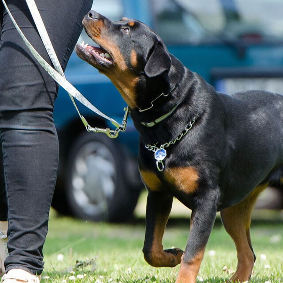 advanced obedience training