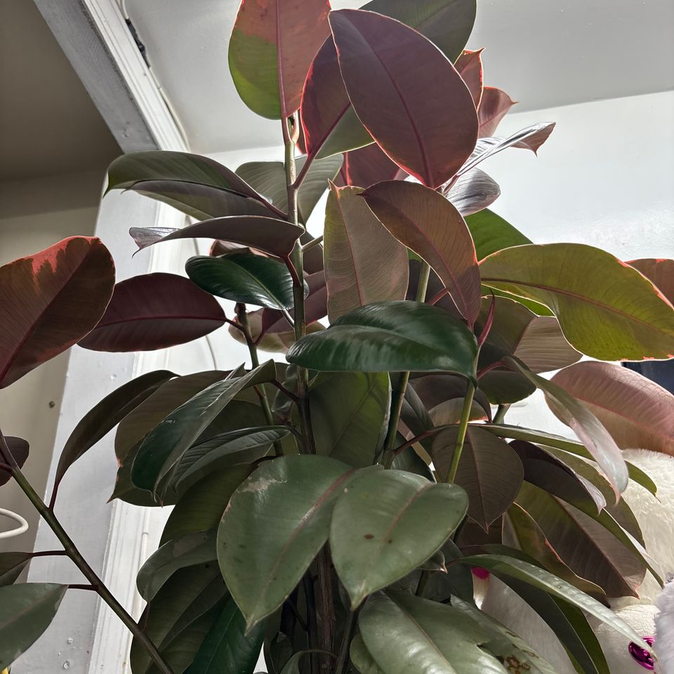 79832259680  2ff30e71 cde4 432c bf0b da5dbfc434f0