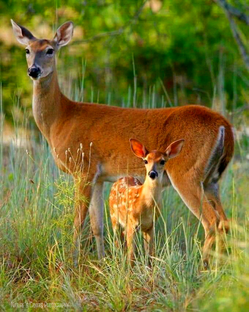 Deermombaby