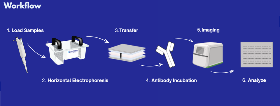 Blotting Innovations workflow diagram showing six steps: sample loading, horizontal electrophoresis, transfer, antibody incubation, imaging, and final analysis.