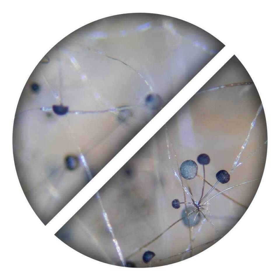 Icons no fungi 960x960