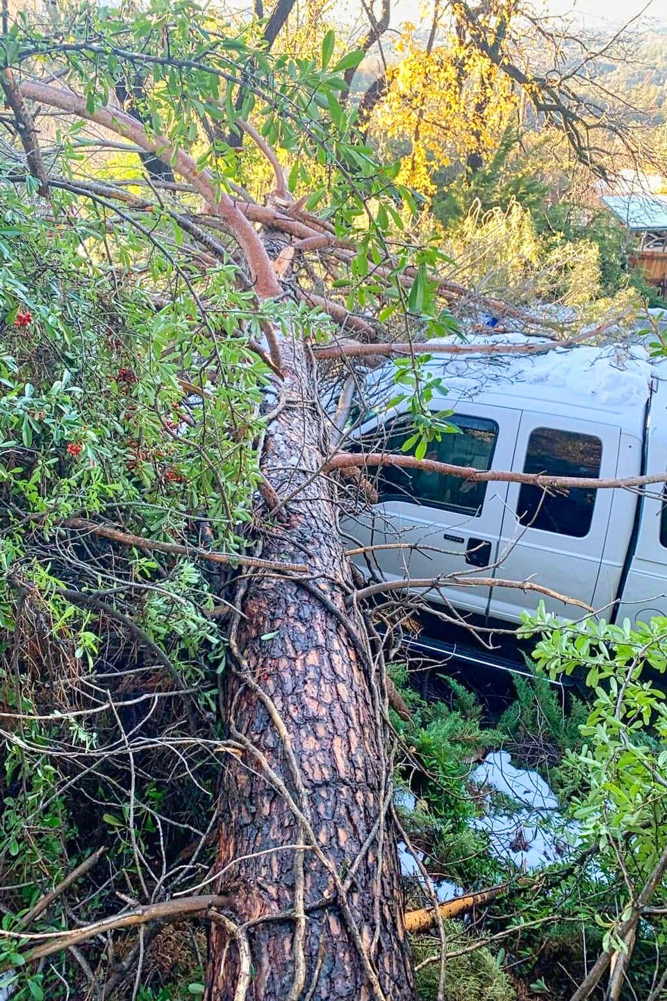 Emergency storm damage response showing a large fallen pine tree that collapsed onto a white pickup truck in a snowy residential driveway in El Dorado County