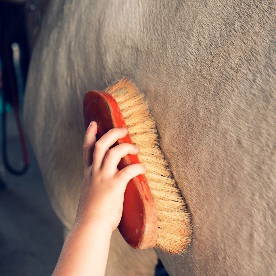 horse care
