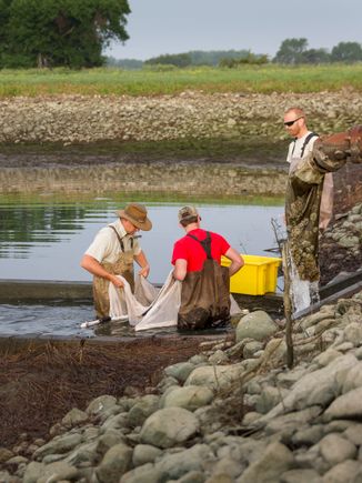 Perch harvest june 2019 13
