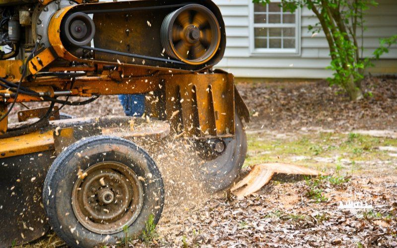 Stump grinding 1