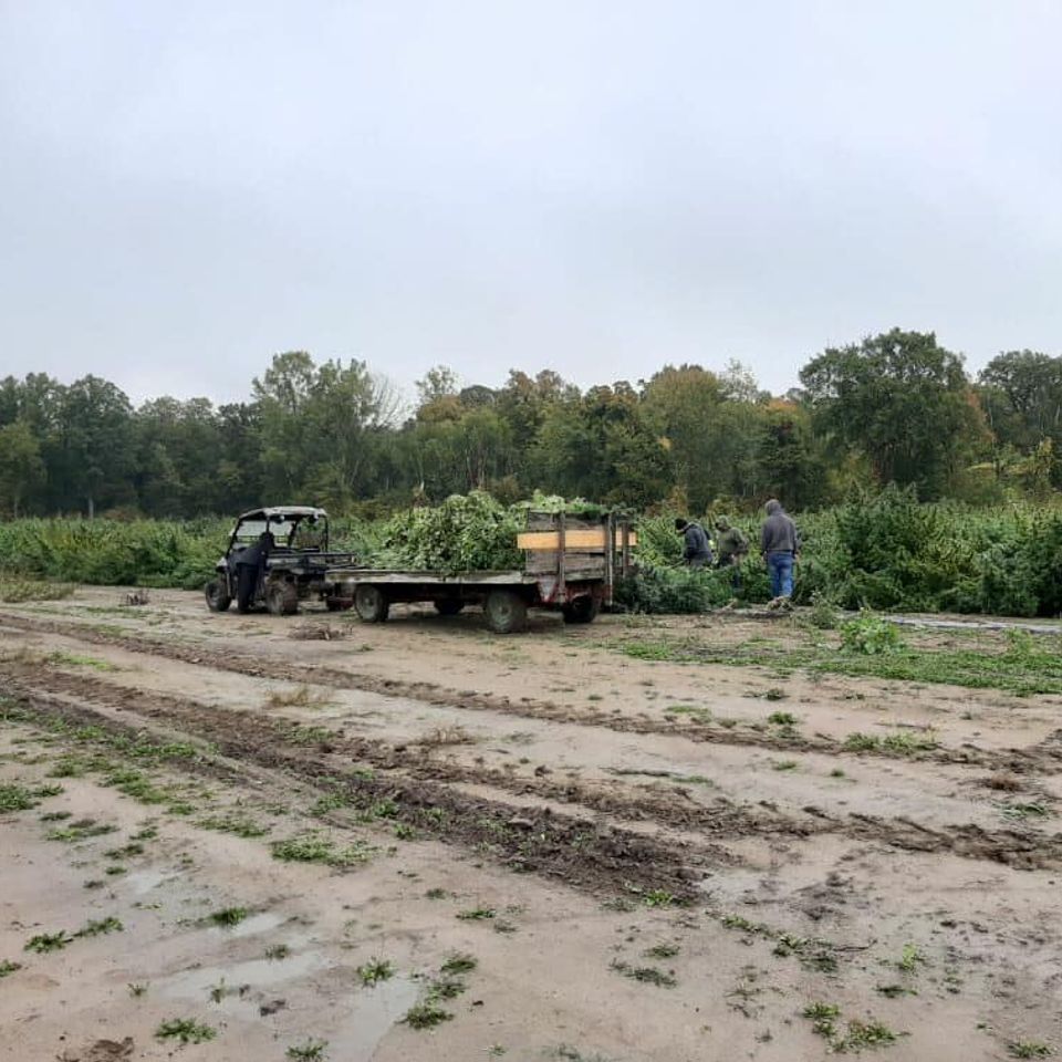 Harvesting hemp