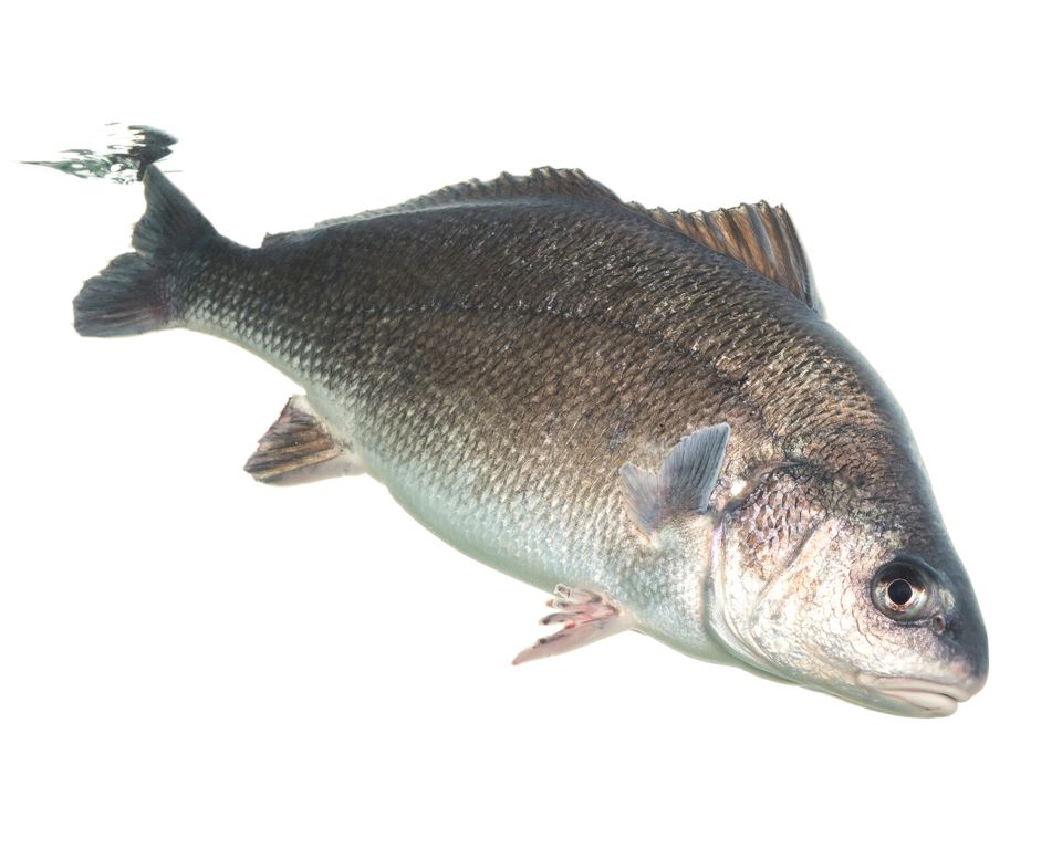 Freshwater drum sam stukel 2019 2