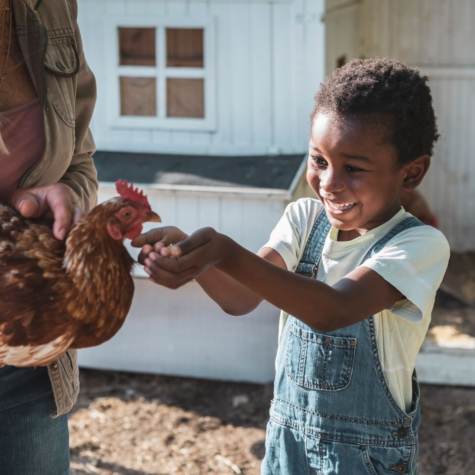 Young boy feeding chicken