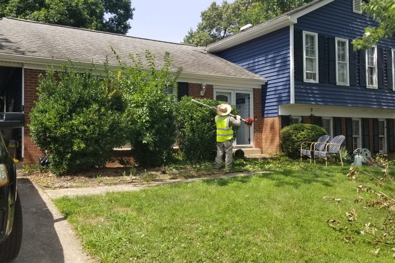 Yard rehabilitation and tree removal in Saratoga, Fairfax County VA by Family Tree Services & Landscaping
