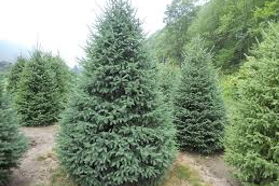 Black hill spruce