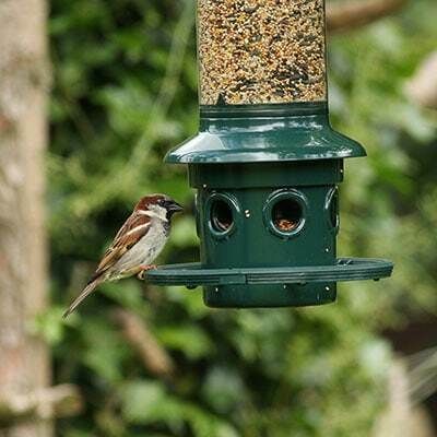 Bird on feeder featured