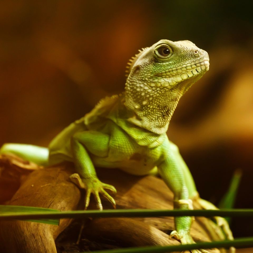 Lizard 22258 192020170814 12843 1jk0w0u