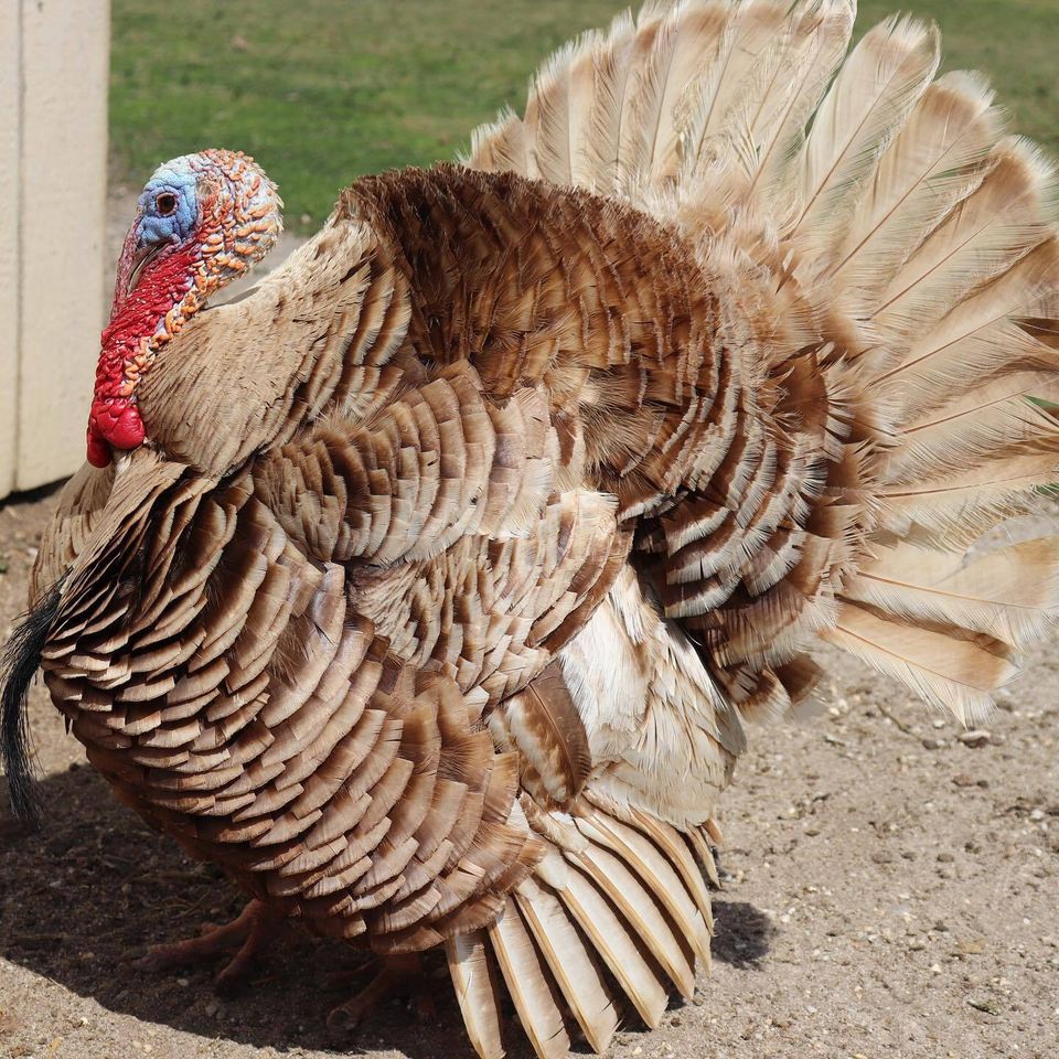 Turkey 2