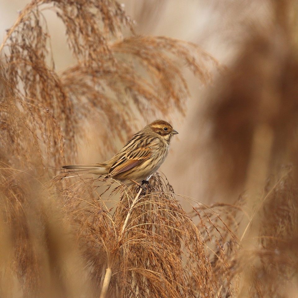 Sparrow 53e8d64648 1920