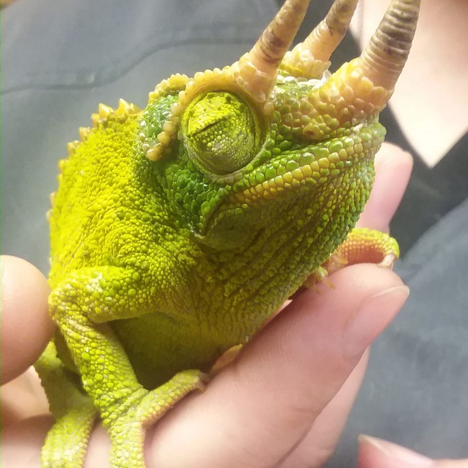 Chameleon