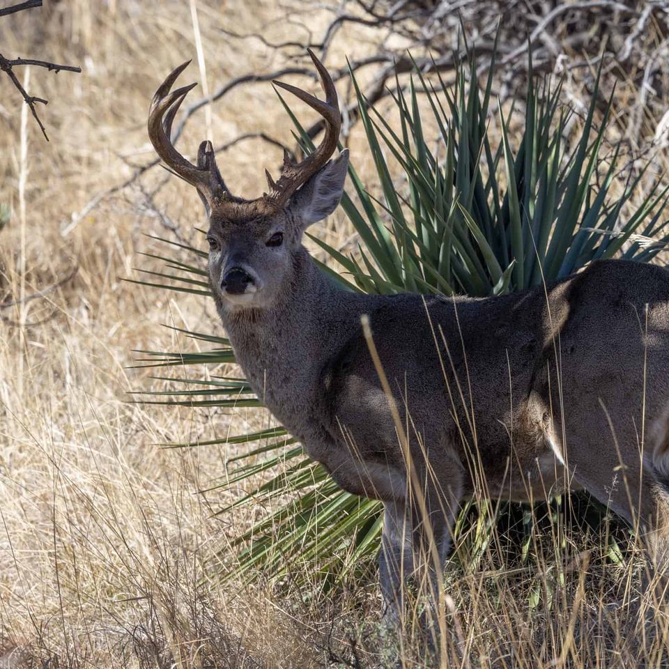 Coues deer