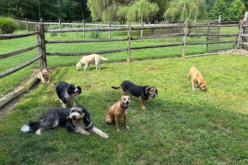 6 dogs