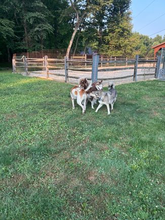 Round of dogs