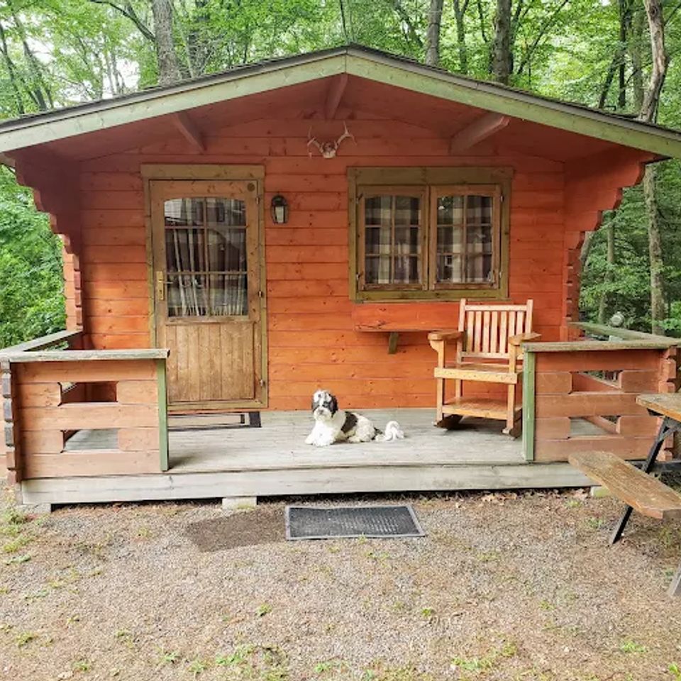 Cabin dog