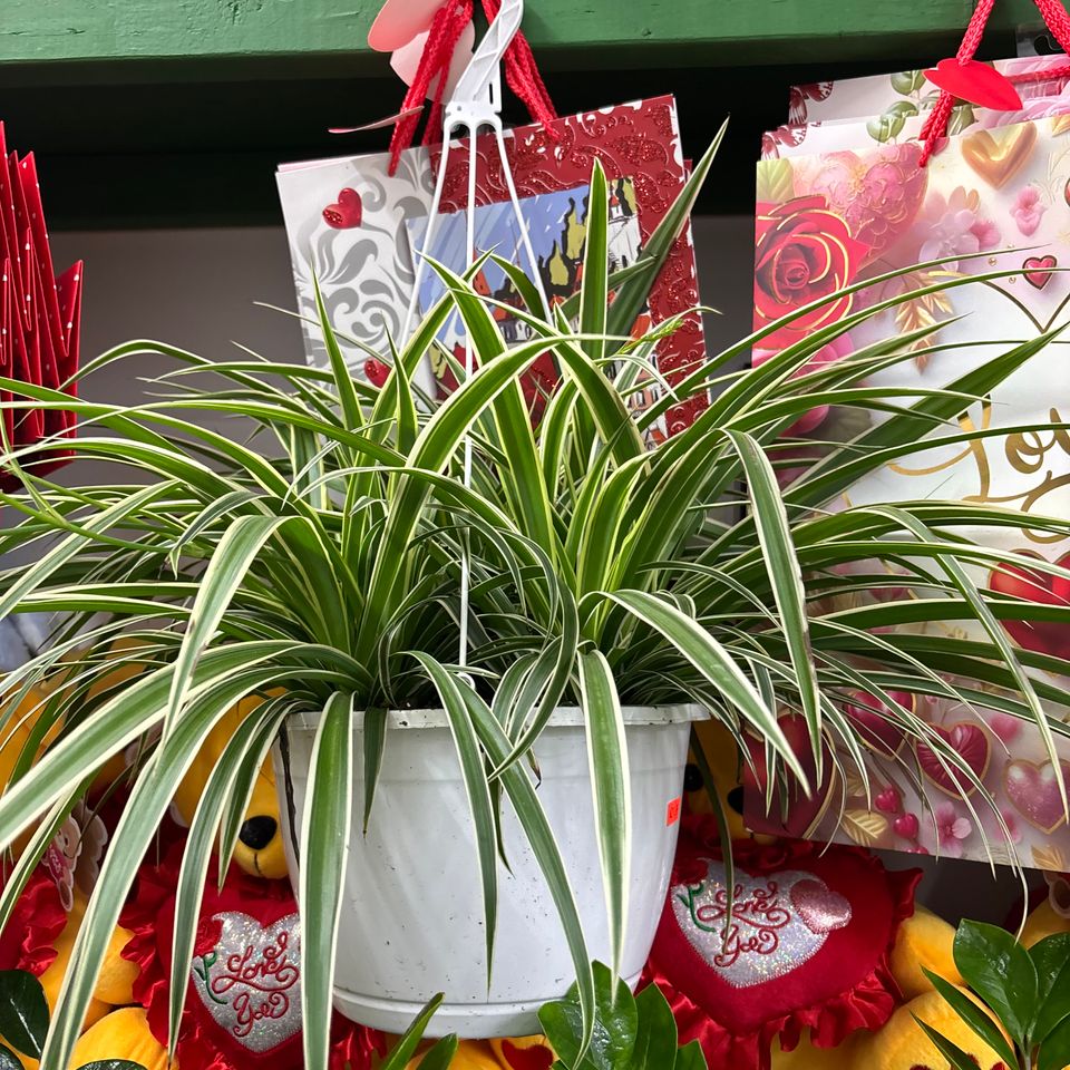 79832274510  5d44553a ace5 48d8 bbc8 88fe88c703f0