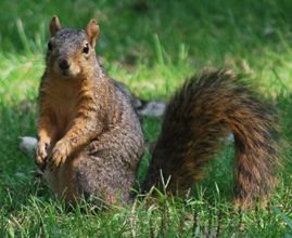 Home page squirrel220170210 18005 fzp850