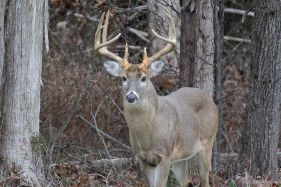 Boss buck 2022