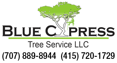 Blue Cypress Tree Service, LLC