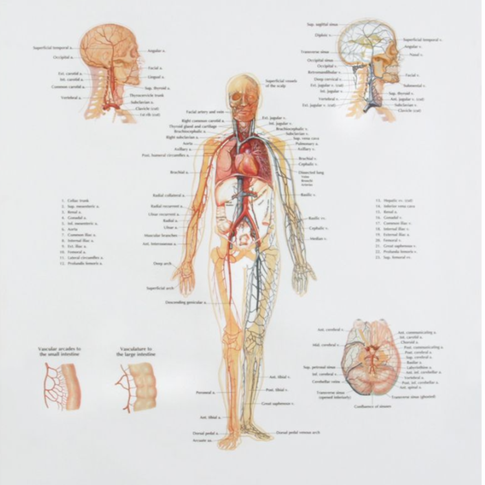 Veins and arteries chart