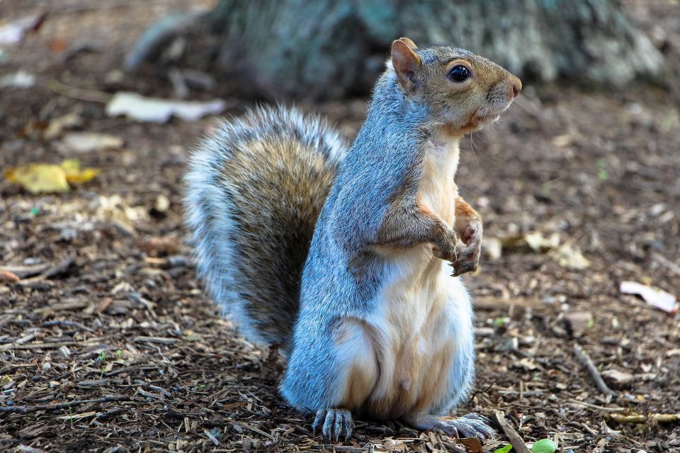 Squirrel e831b1082e 1920