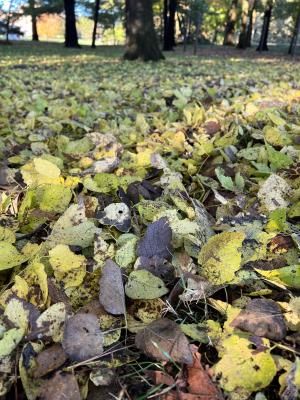 Fall leaves on lawn 5 300x400