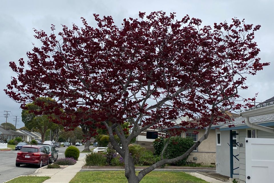 Treeco pruned tree 3