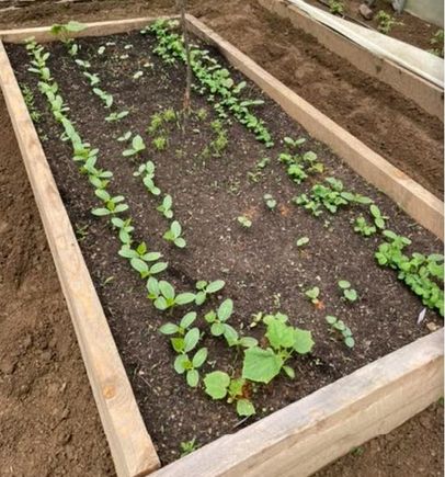 Cucumbers in raised bed
