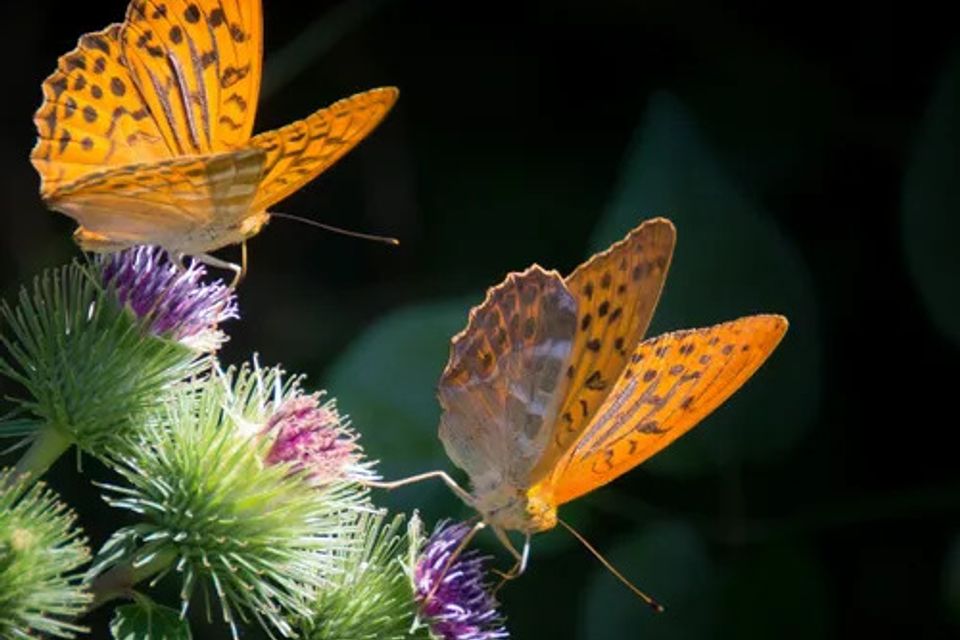 Butterfly