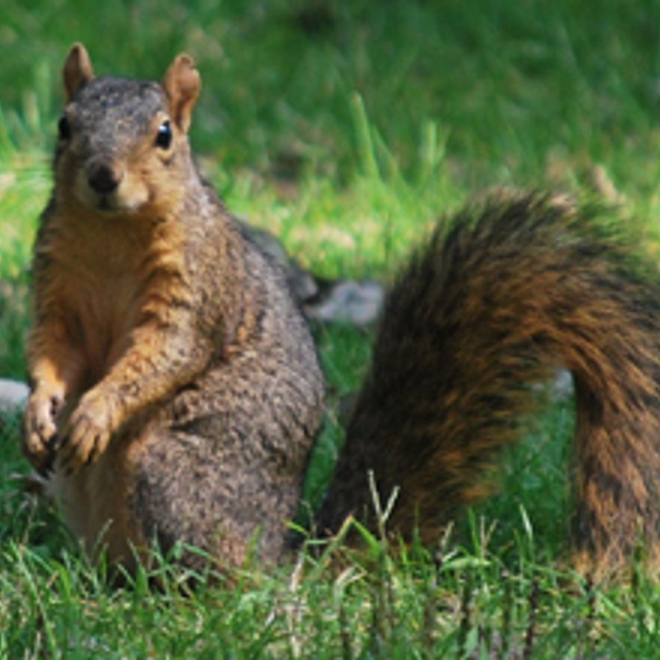 Home page squirrel220170210 18005 fzp850