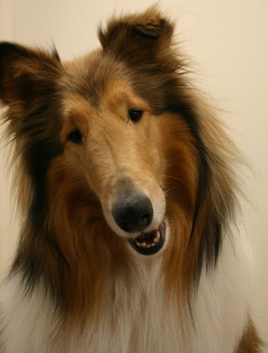 Laddiethecollie