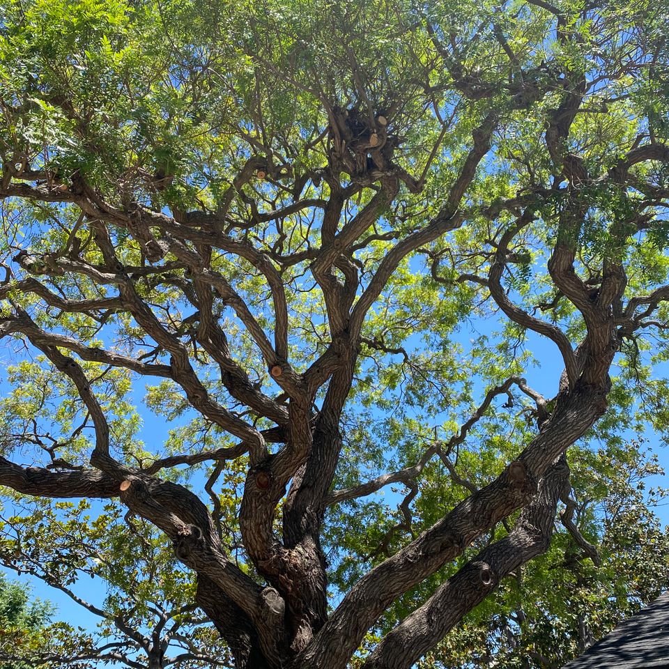 Treeco pruned tree 2